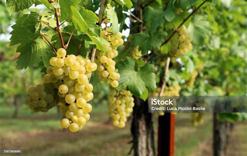 Portes ouvertes du Vignoble Vincent Cheviet à Bucey-lès-Gy
