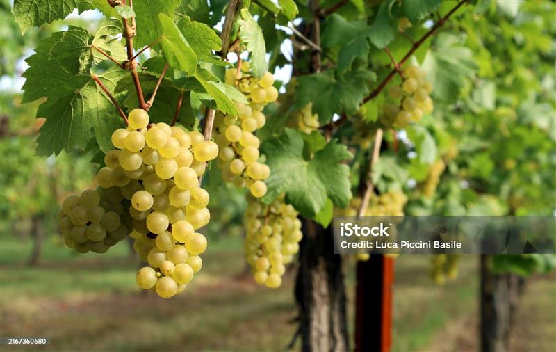 Portes ouvertes du Vignoble Vincent Cheviet à Bucey-lès-Gy
