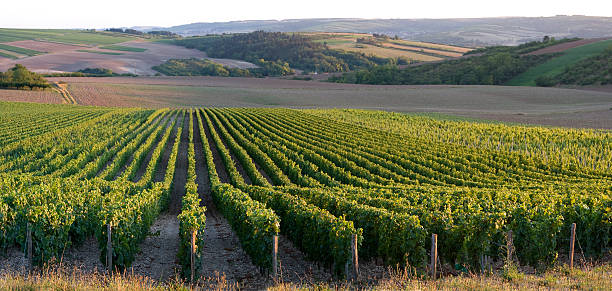 Photo paysage de vignes
