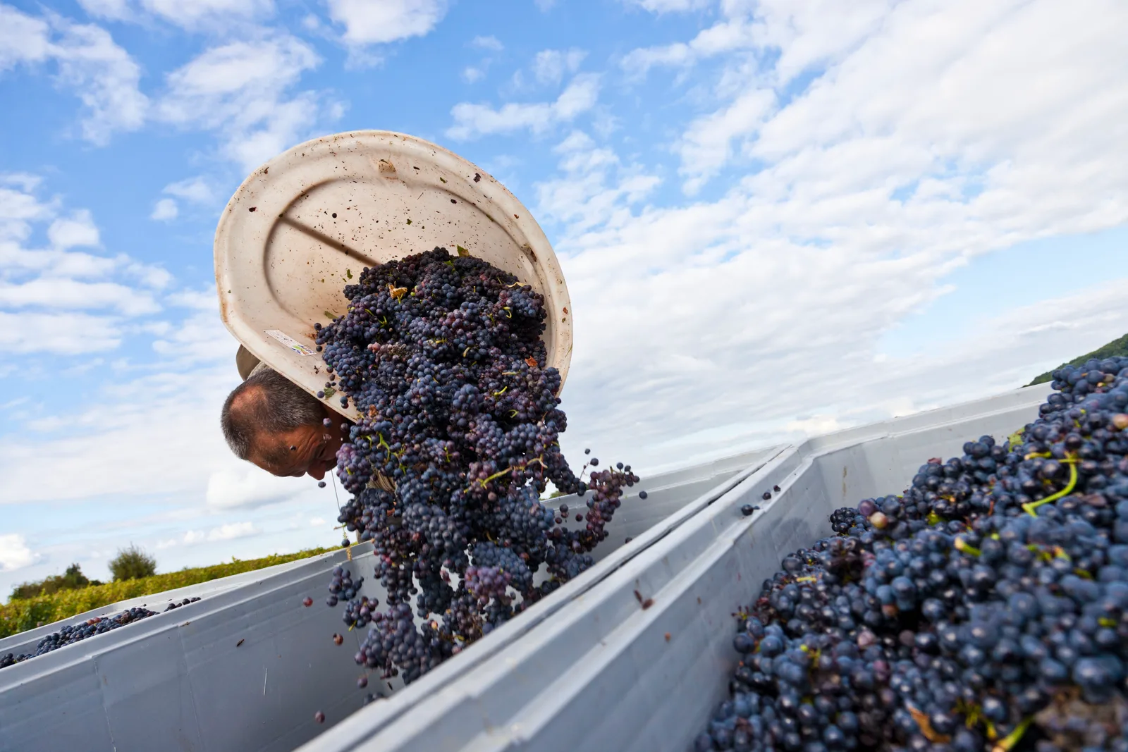 Lundis des Curistes avec la Fruitière Vinicole d'Arbois