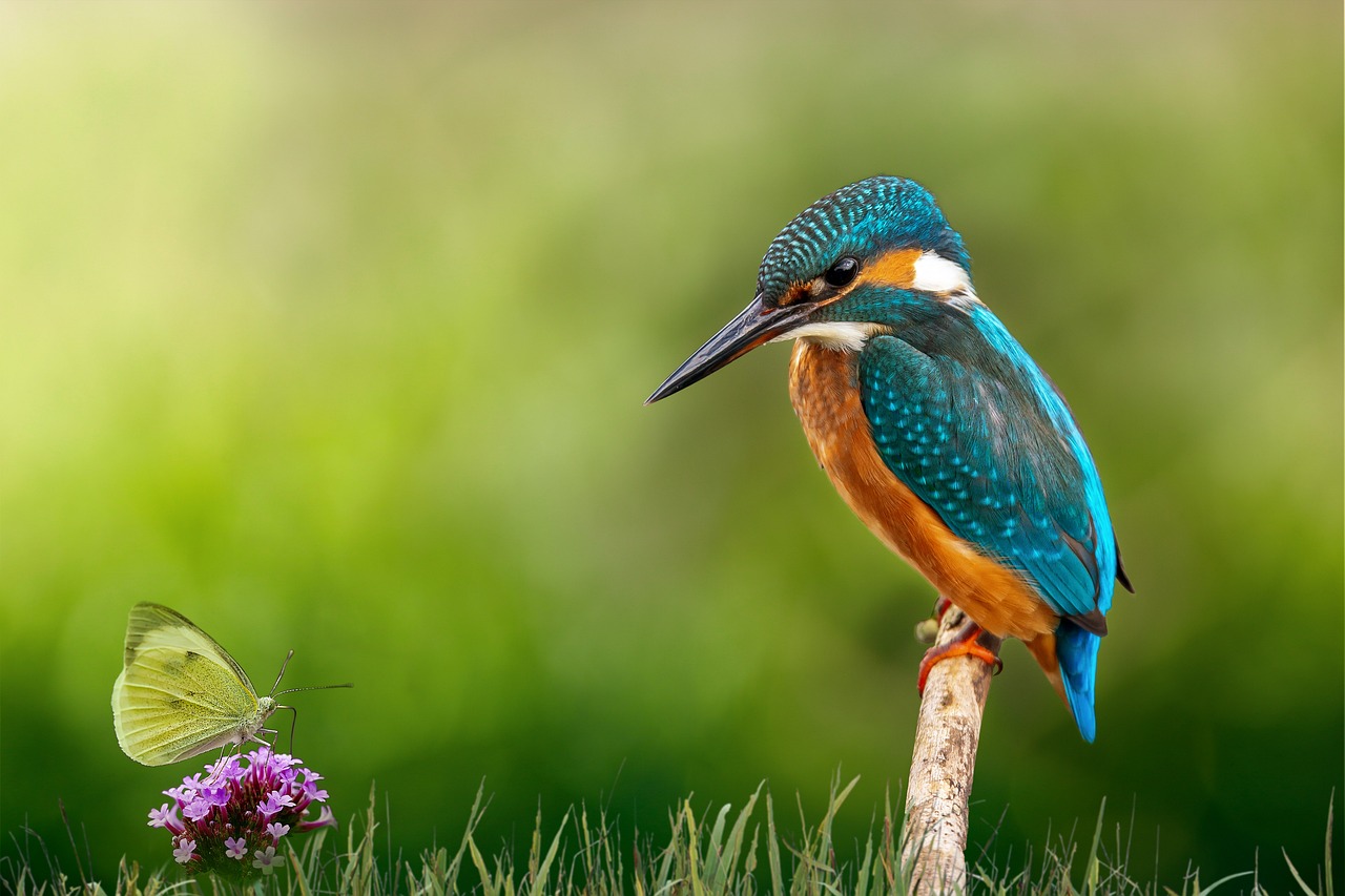 kingfisher-6159371_1280