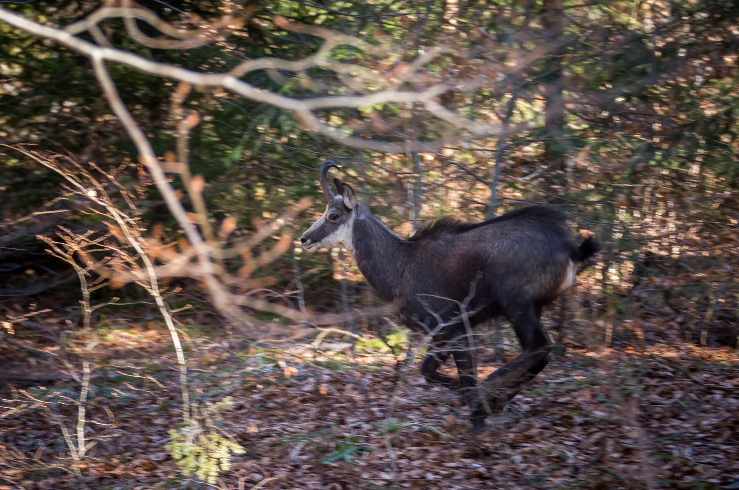 CHAMOIS