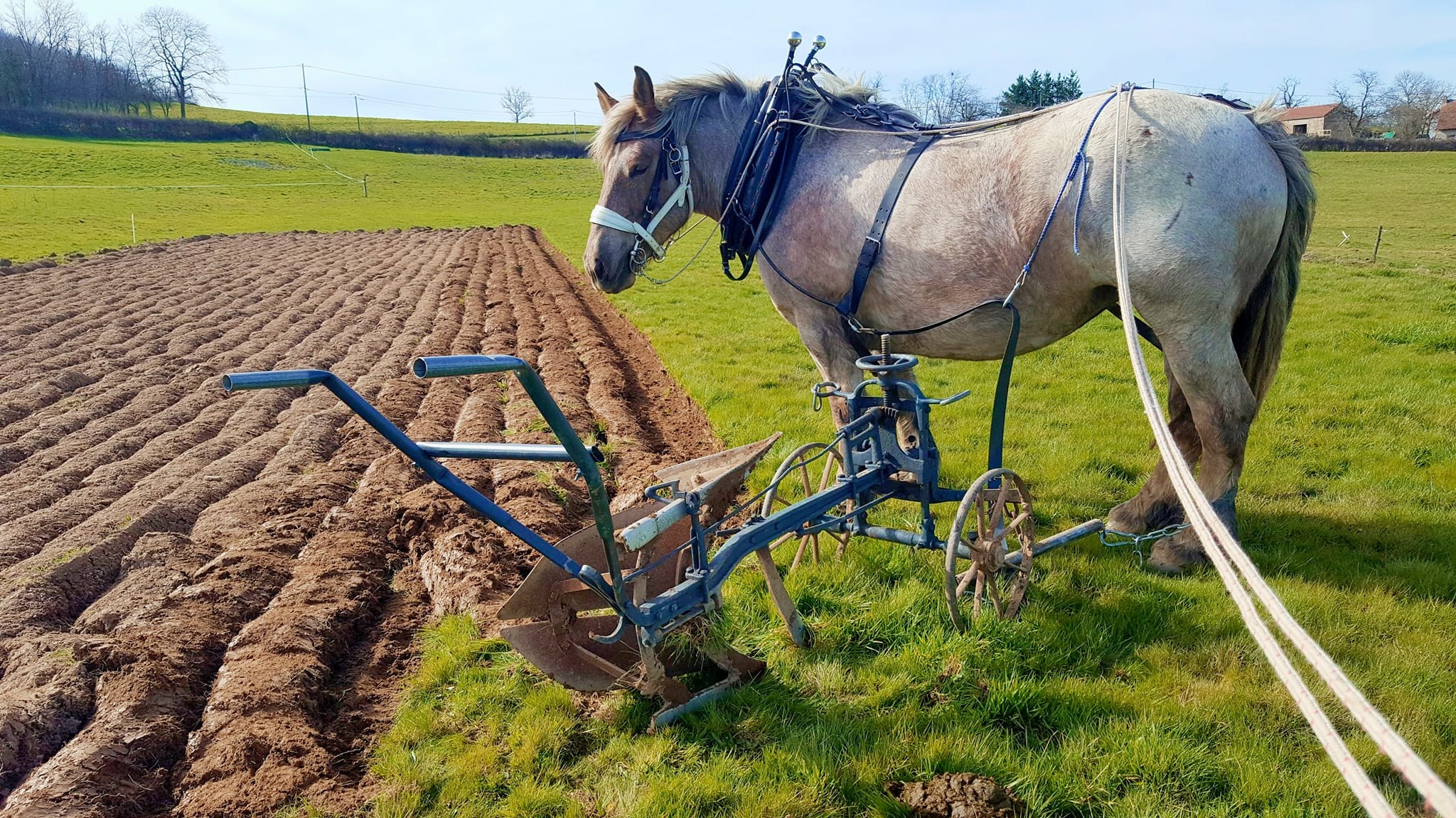 Traction cheval