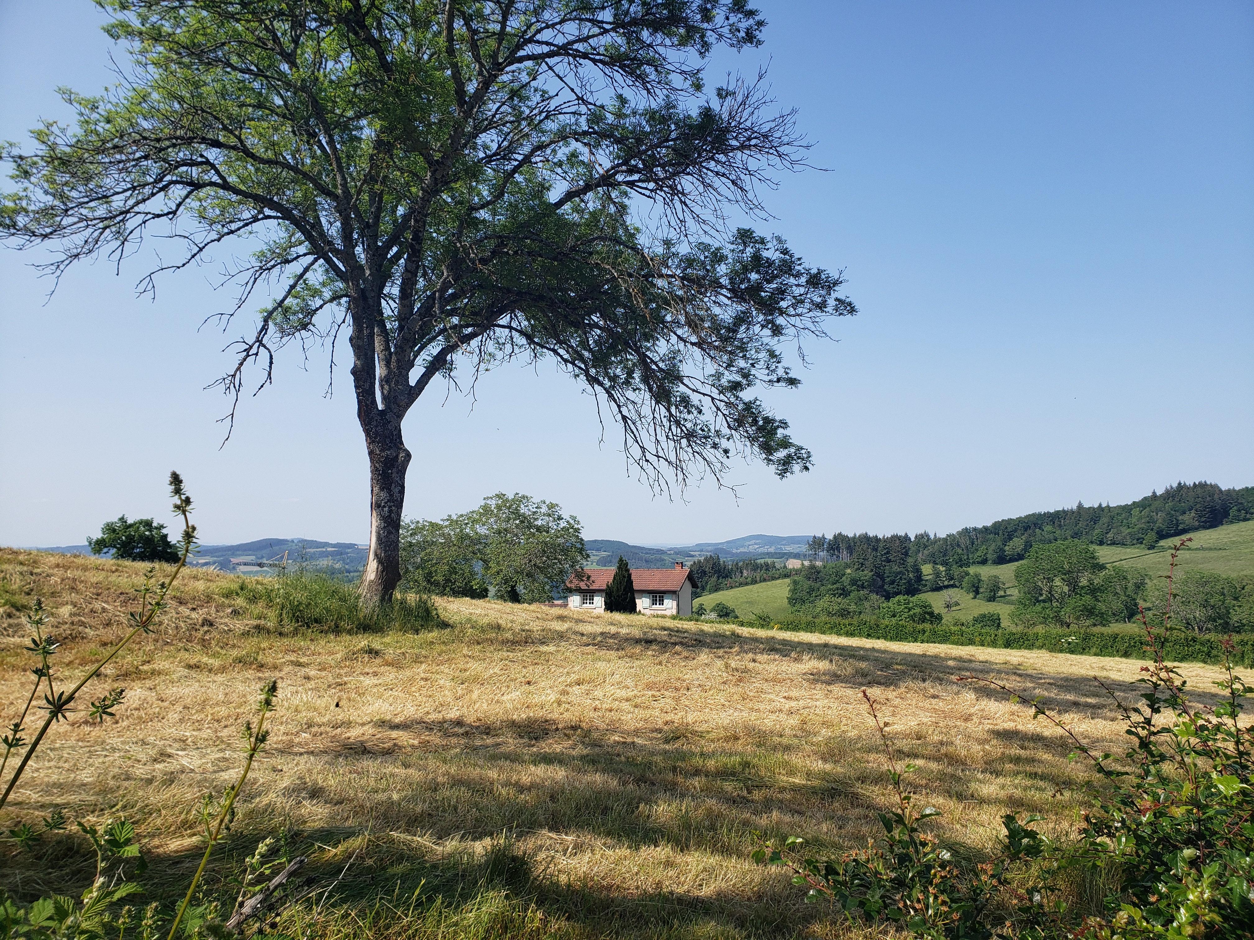 Argaud