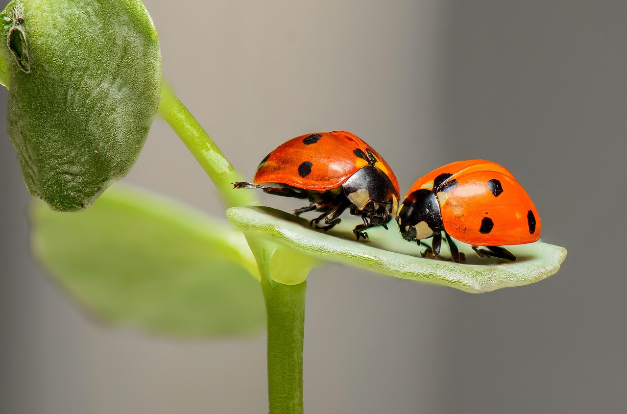 Sur les traces des insectes...
