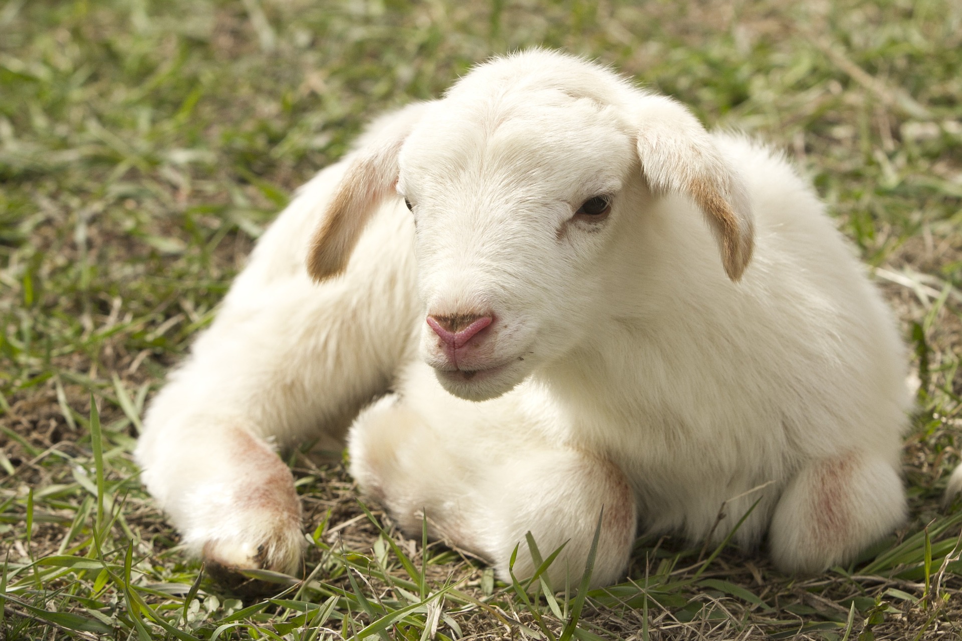 lamb-g14c84e9da_1920