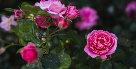 Visite guidée : les roses, éternelles fleurs de l'amour