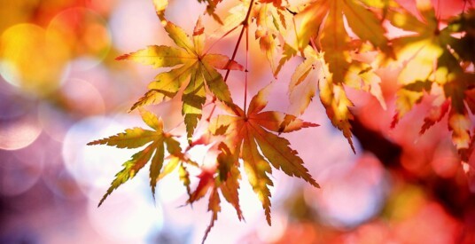 Visite guidée : Magie des couleurs d'Automne