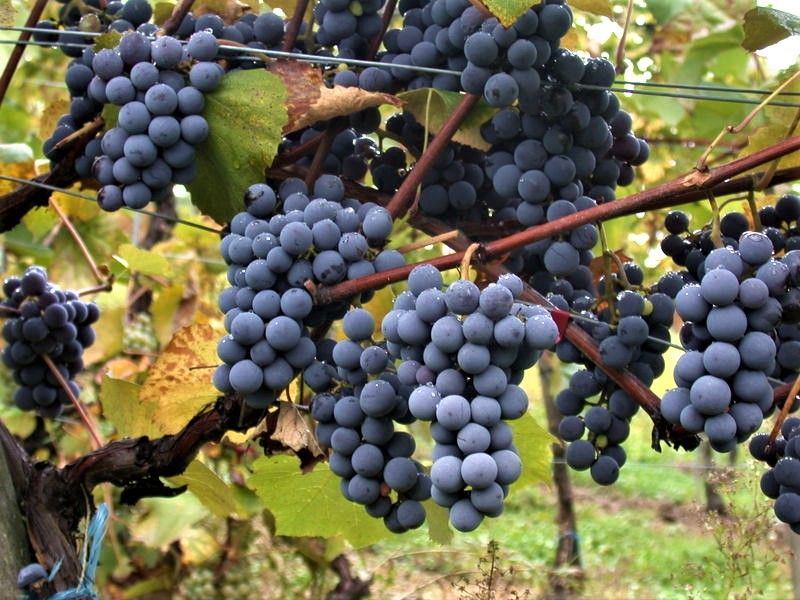 Le gamay dans tous ses états 