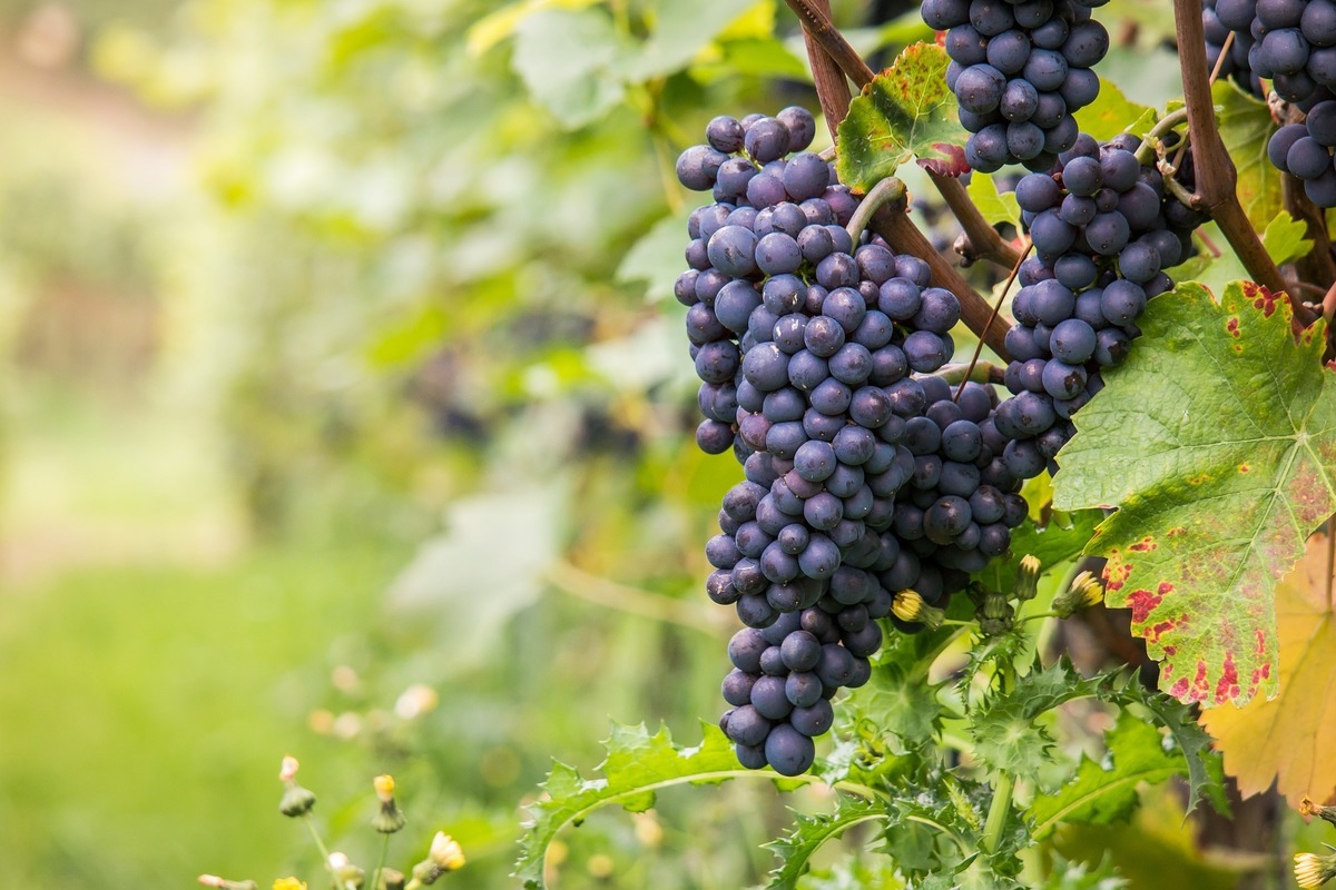 Le pinot noir dans tous ses états