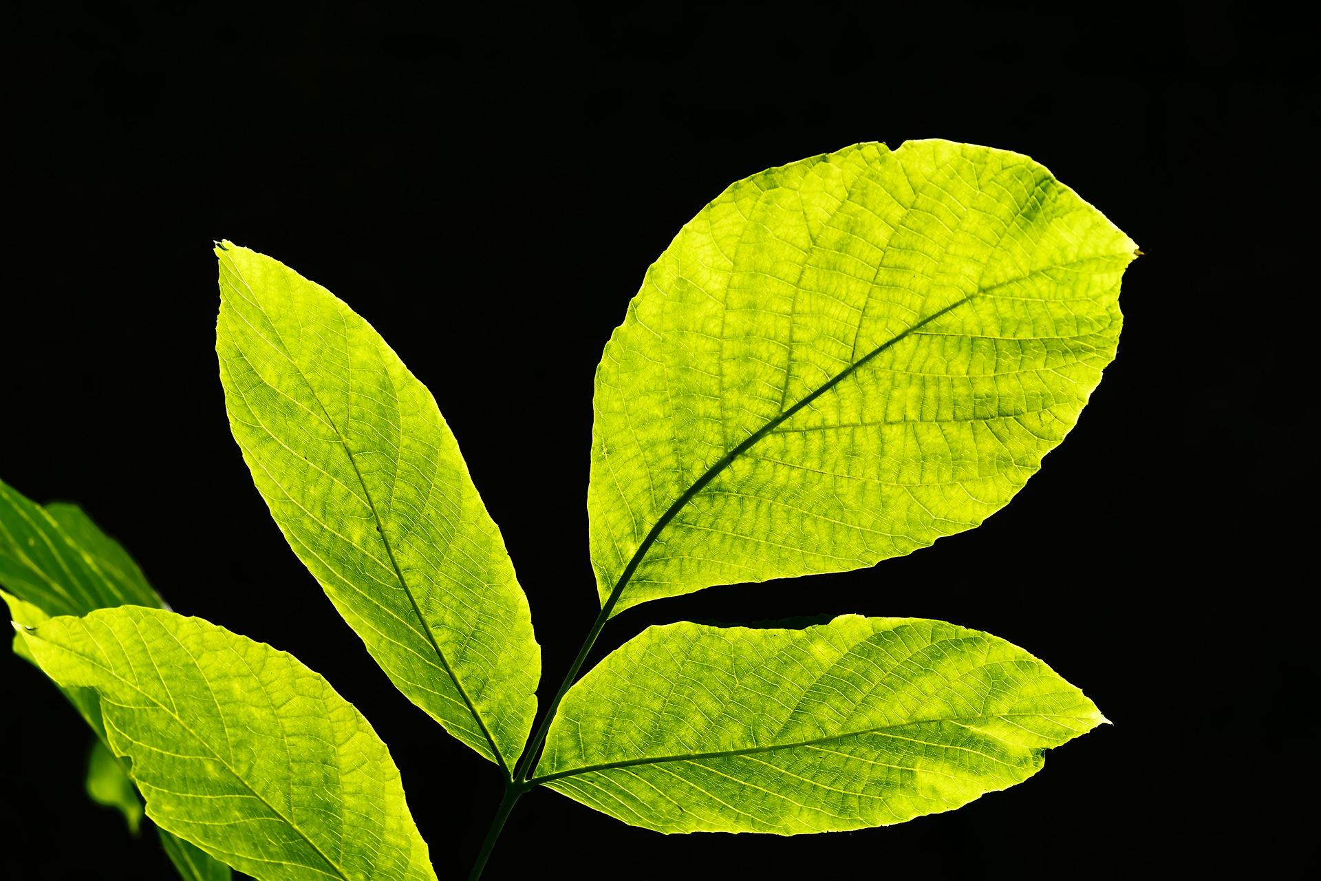 leaves-g2df09494a_1920