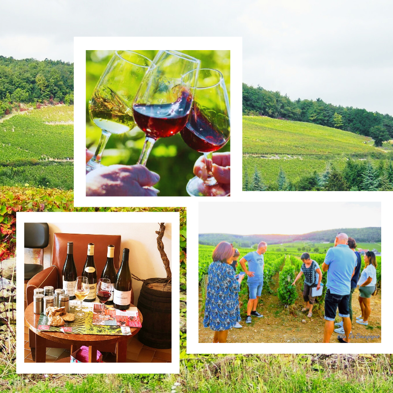 Clos de bourgogne, découverte des Secrets des vins de Bourgogne