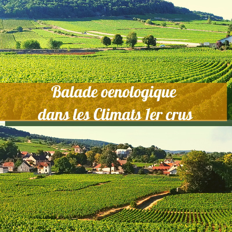 les apéro vignes