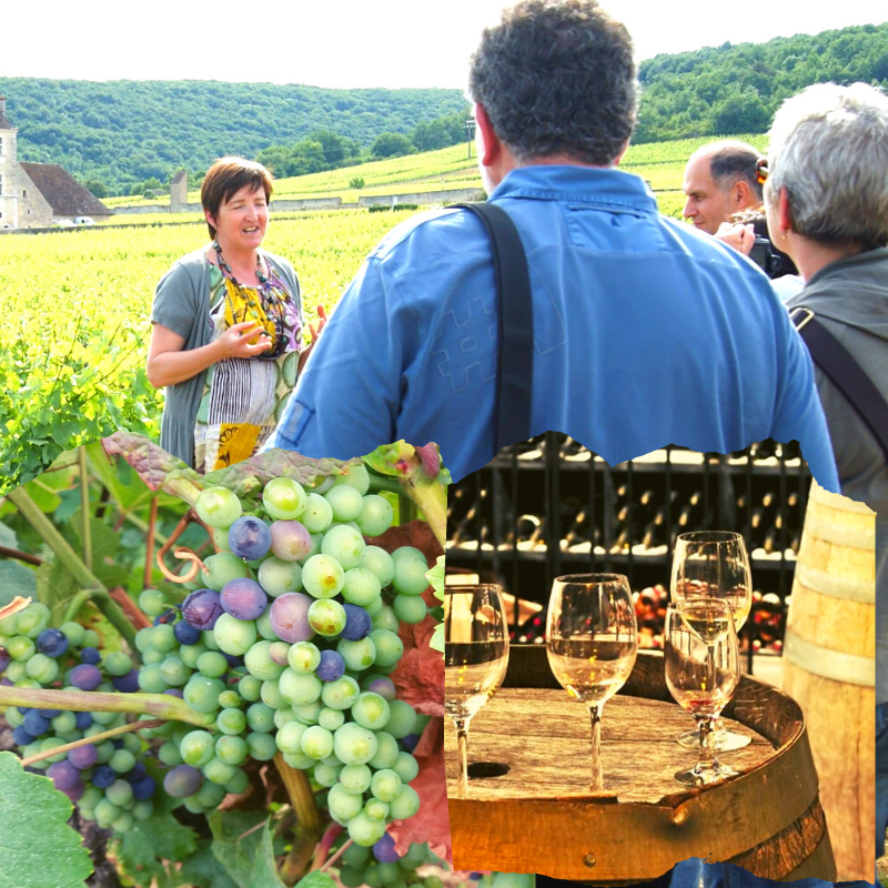 Clos de Bourgogne, les escapades „secrets de la vigne au vin“