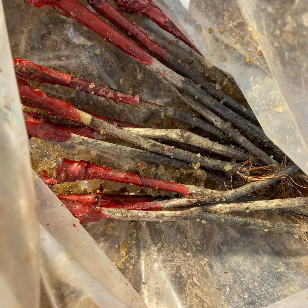 Les greffes de vigne