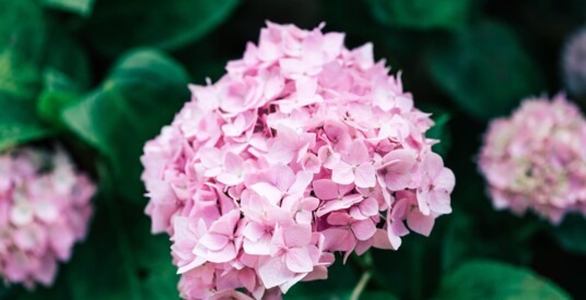 Visite guidée : Les hortensias, une chimie des couleurs