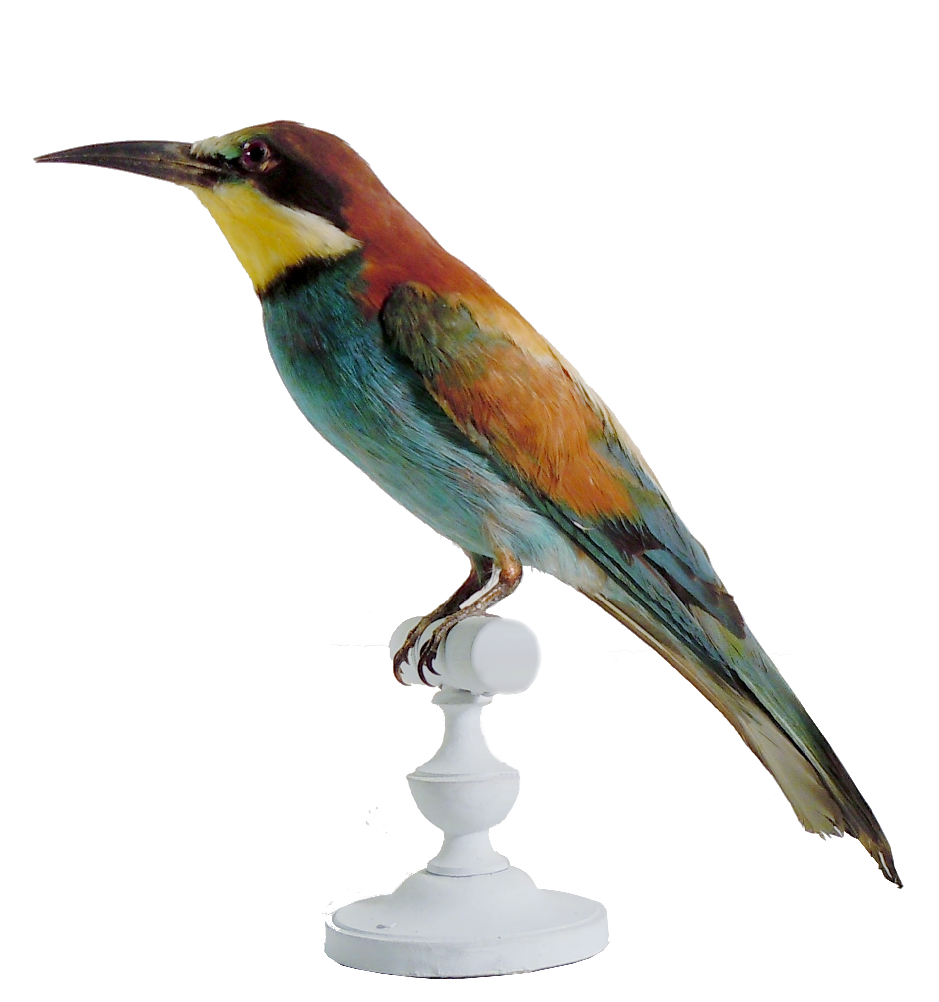 Les oiseaux exotiques du Muséum - Atelier pour les 4/6 ans.