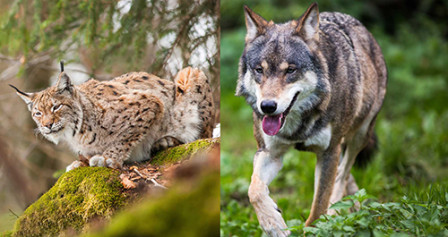 loup/lynx