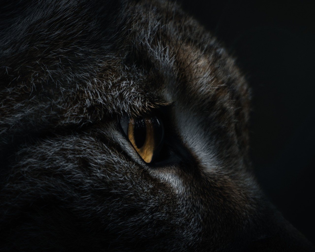 lynx-8055805_1280