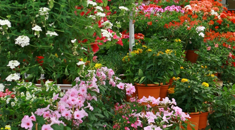 marche_fleurs-4153b[1]
