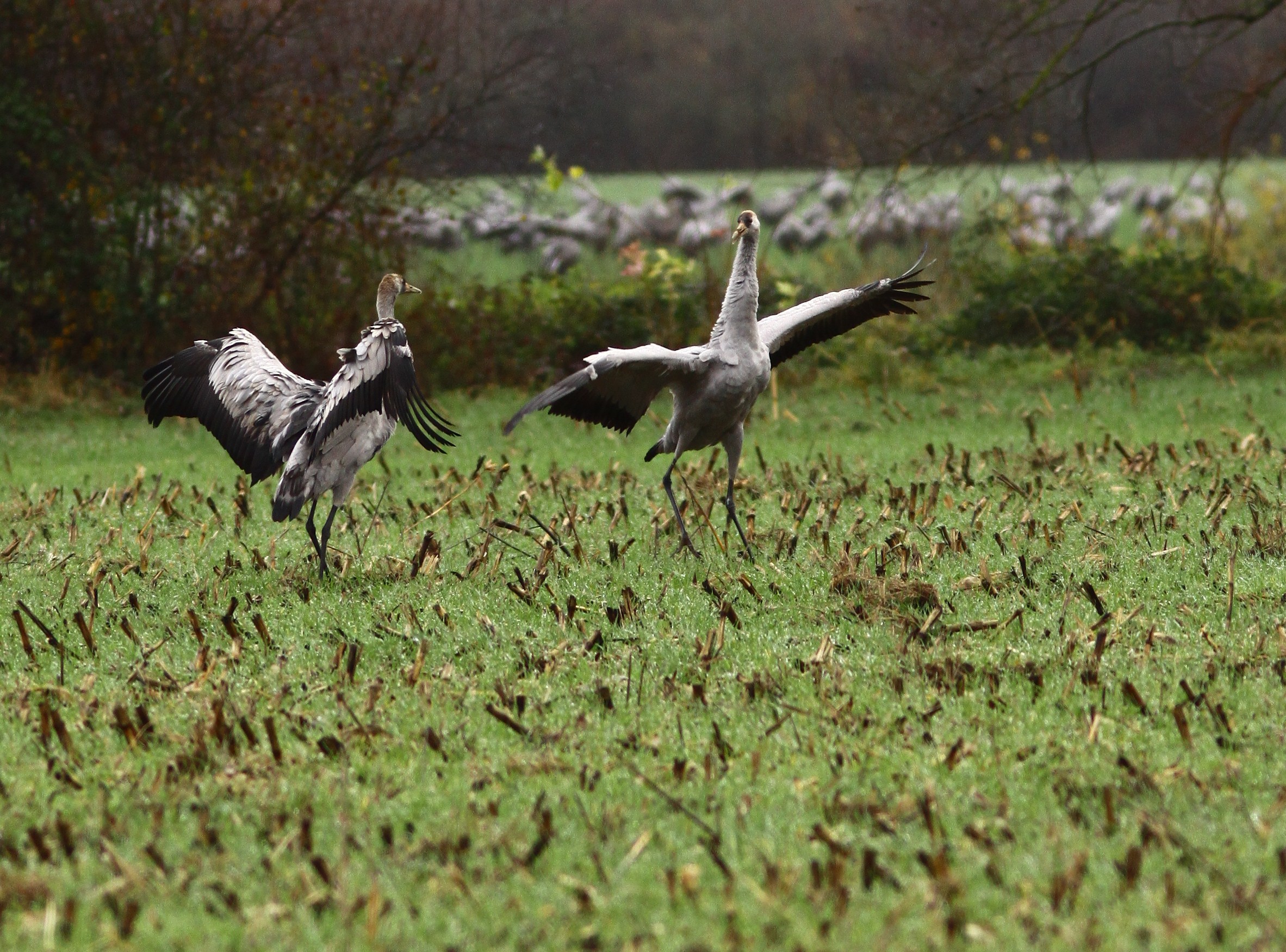 Animation nature : Rencontre avec la Dame grise