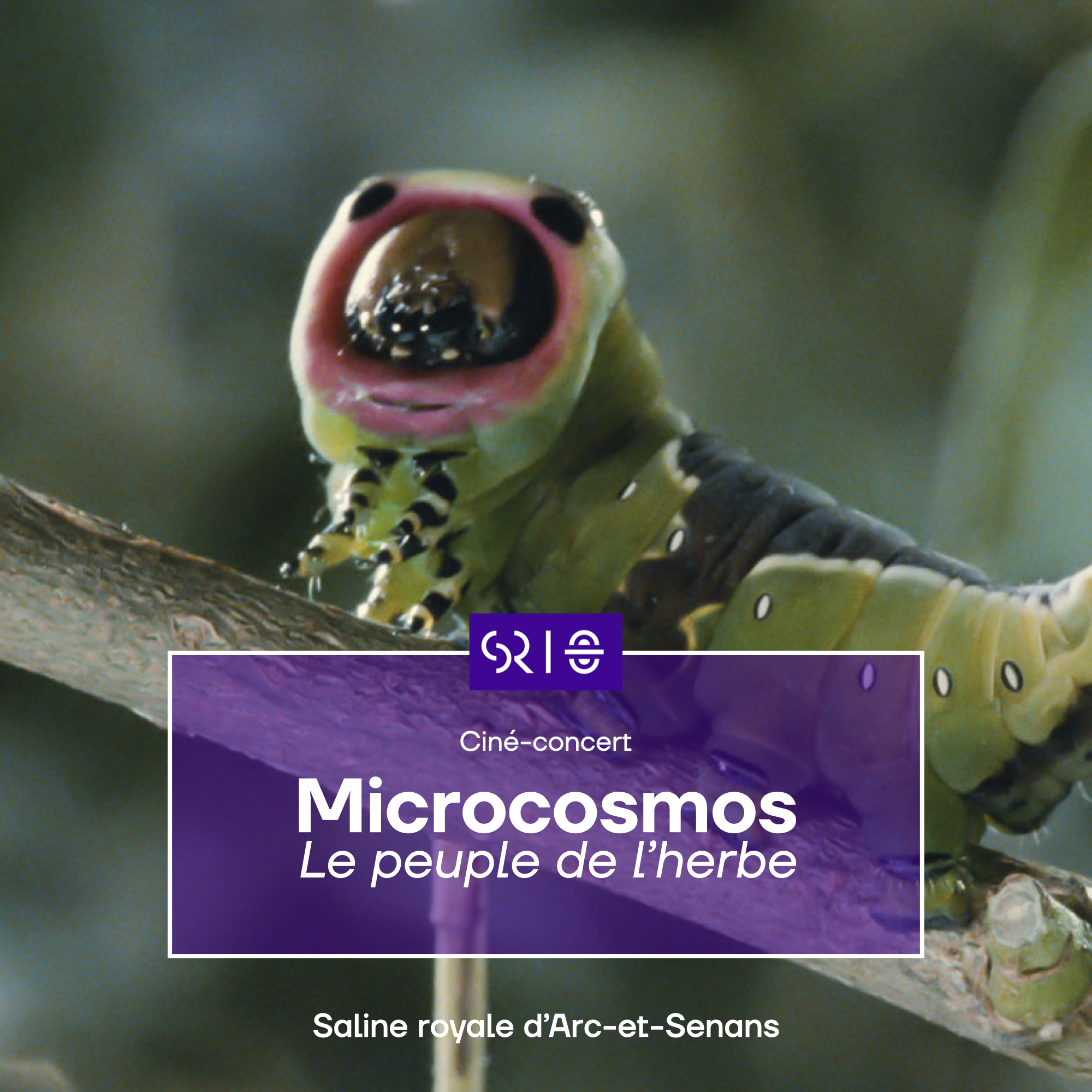 Ciné concert Microcosmos, le peuple de l'herbe