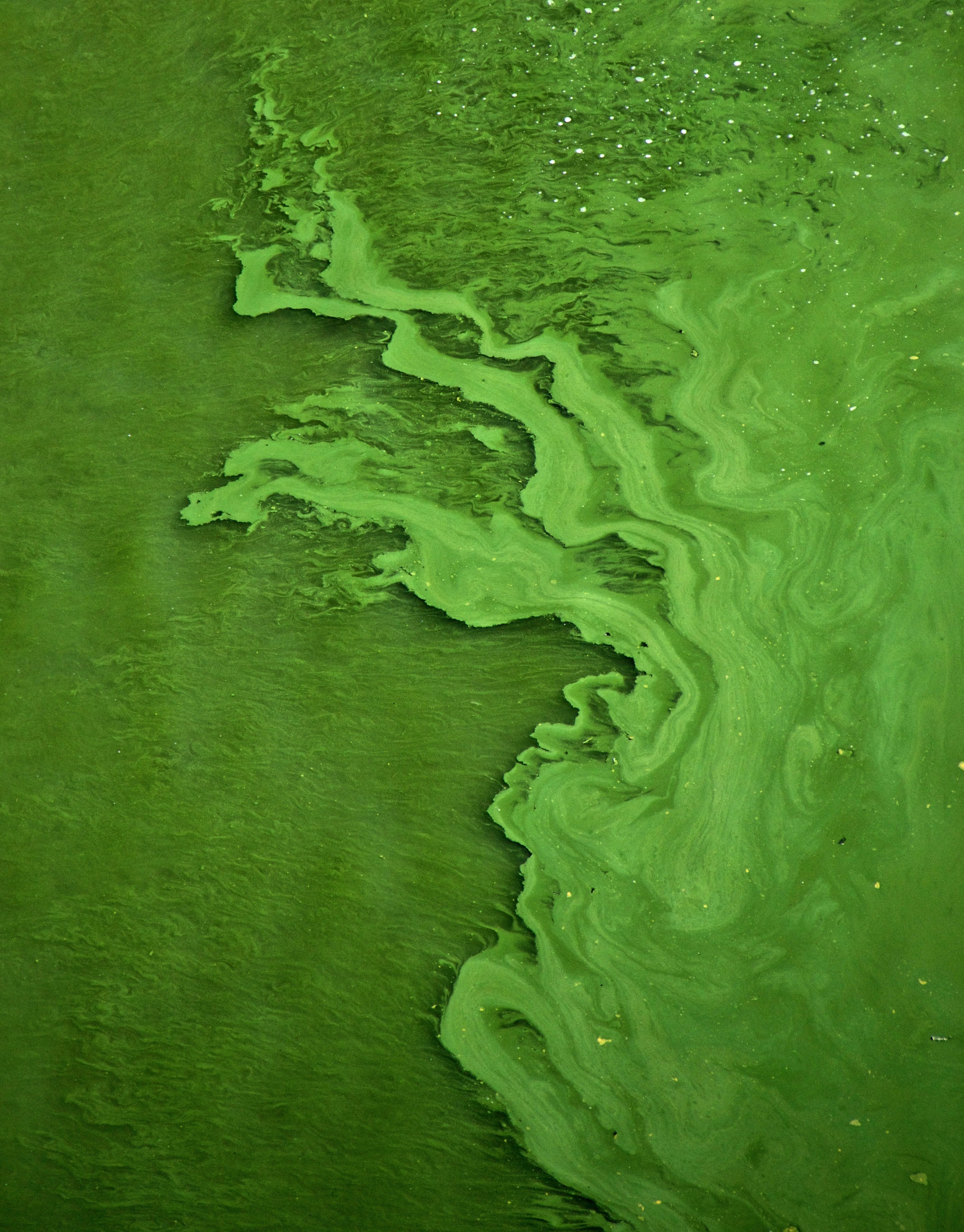 Algues Vertes