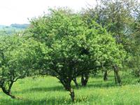 Sentier de la mirabelle