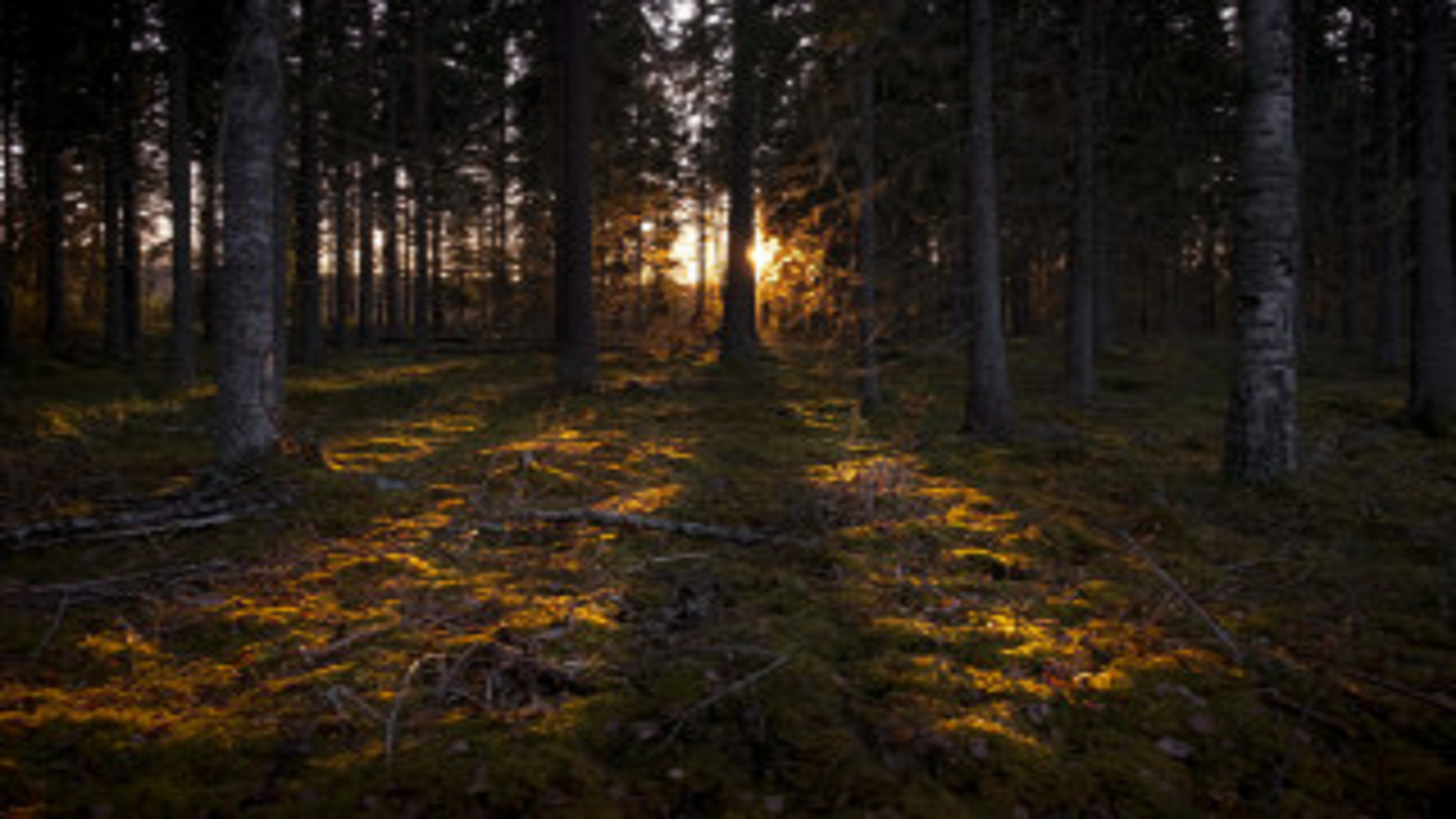 Soirée faune nocturne