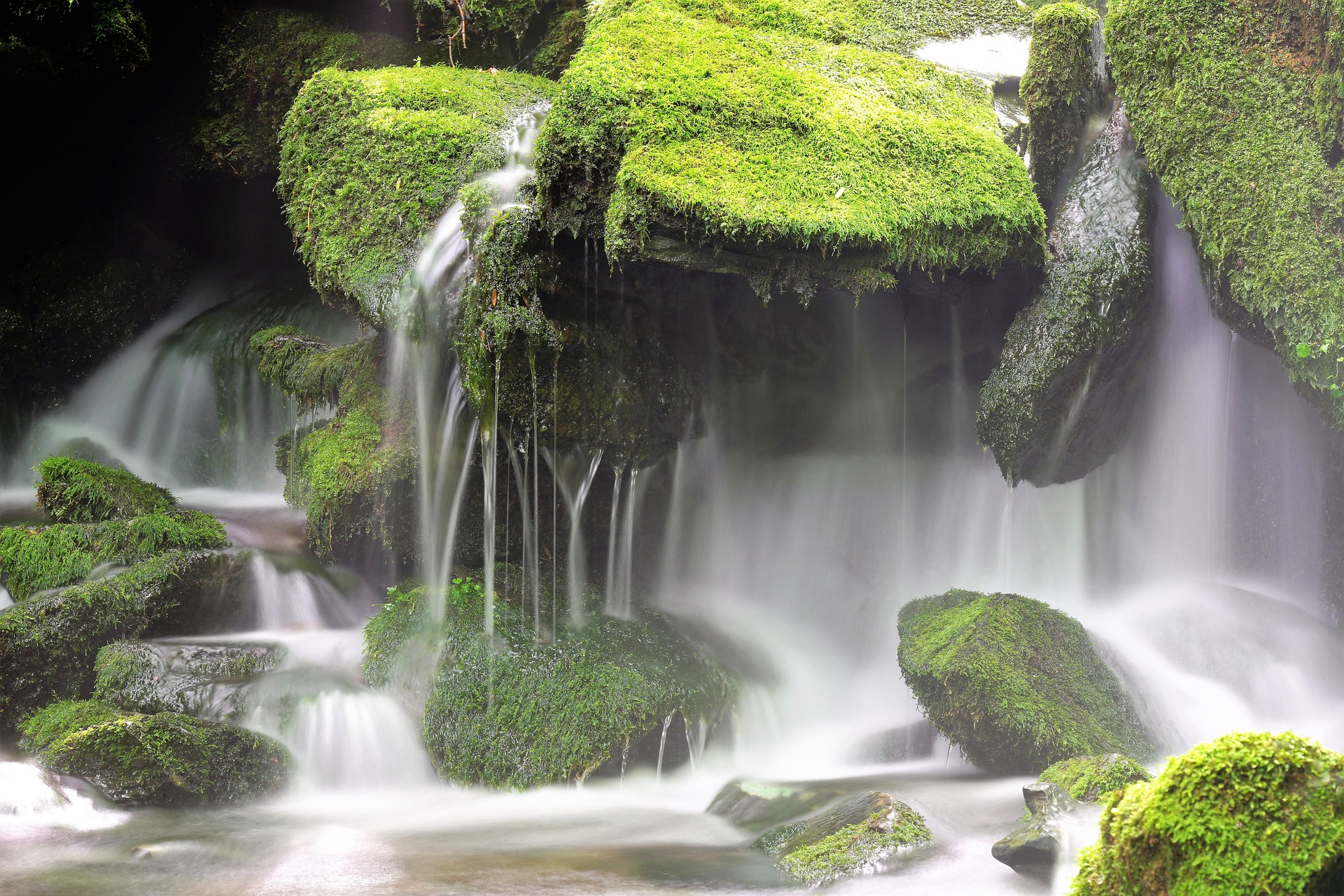 moss-ga3953e361_1920