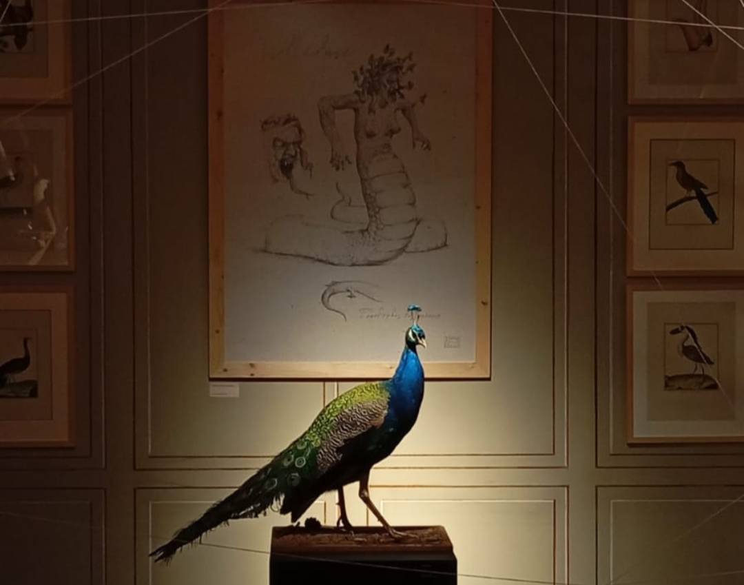 musée-buffon-paon.2