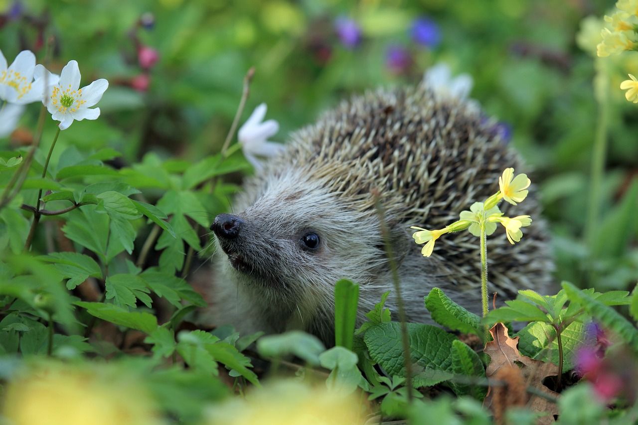 nos petits copains les insectivores