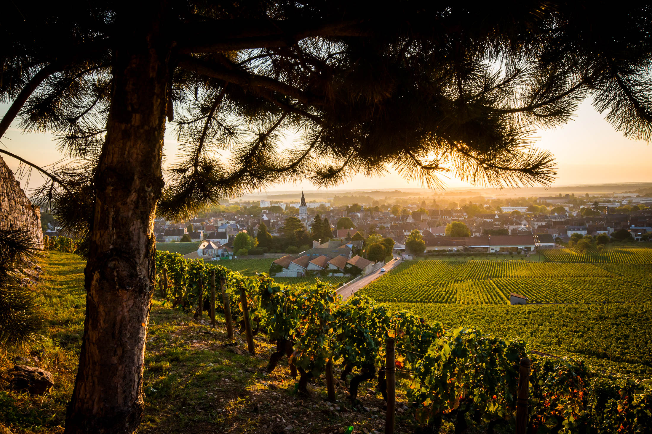 nuits-saint-georges-72