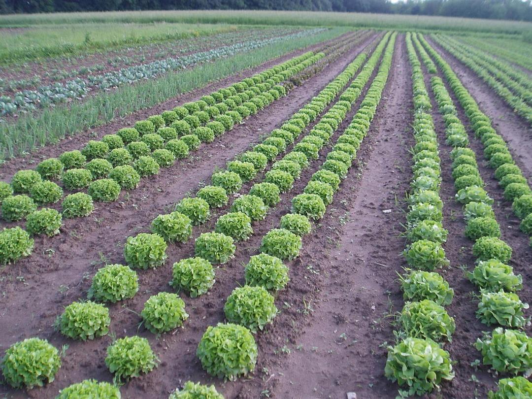 La Ferme du Chemin d'Acey
