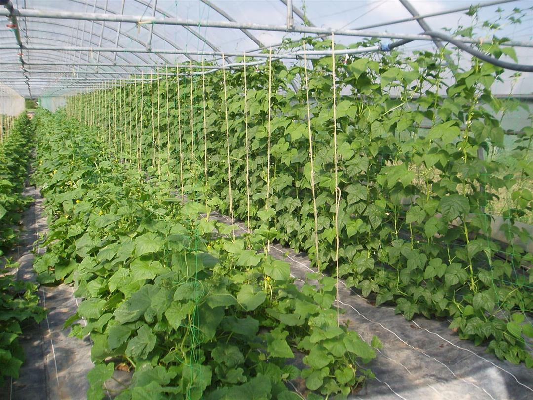 La Ferme du Chemin d'Acey