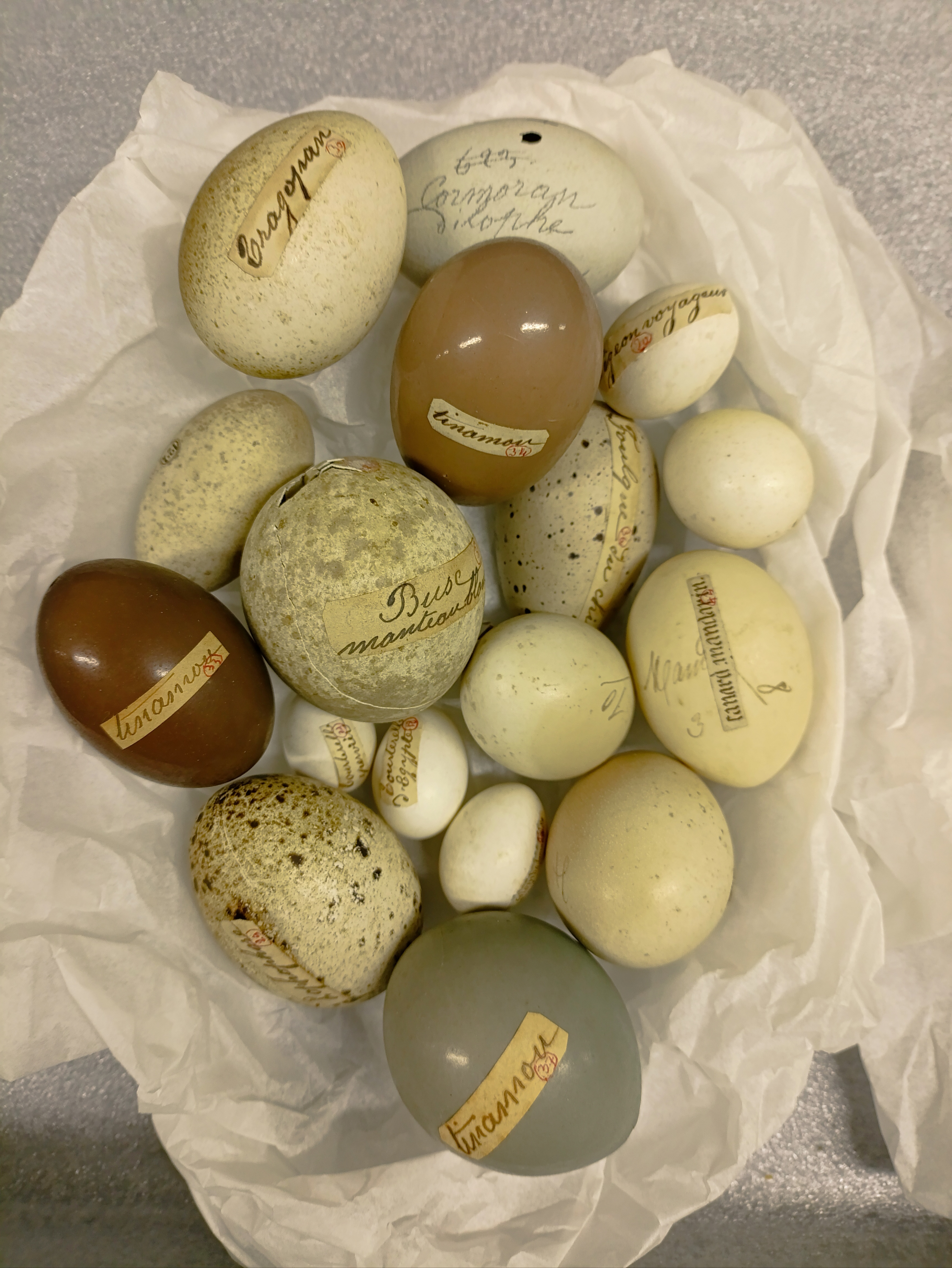 A chacun son œuf - Atelier pour les 4/6 ans