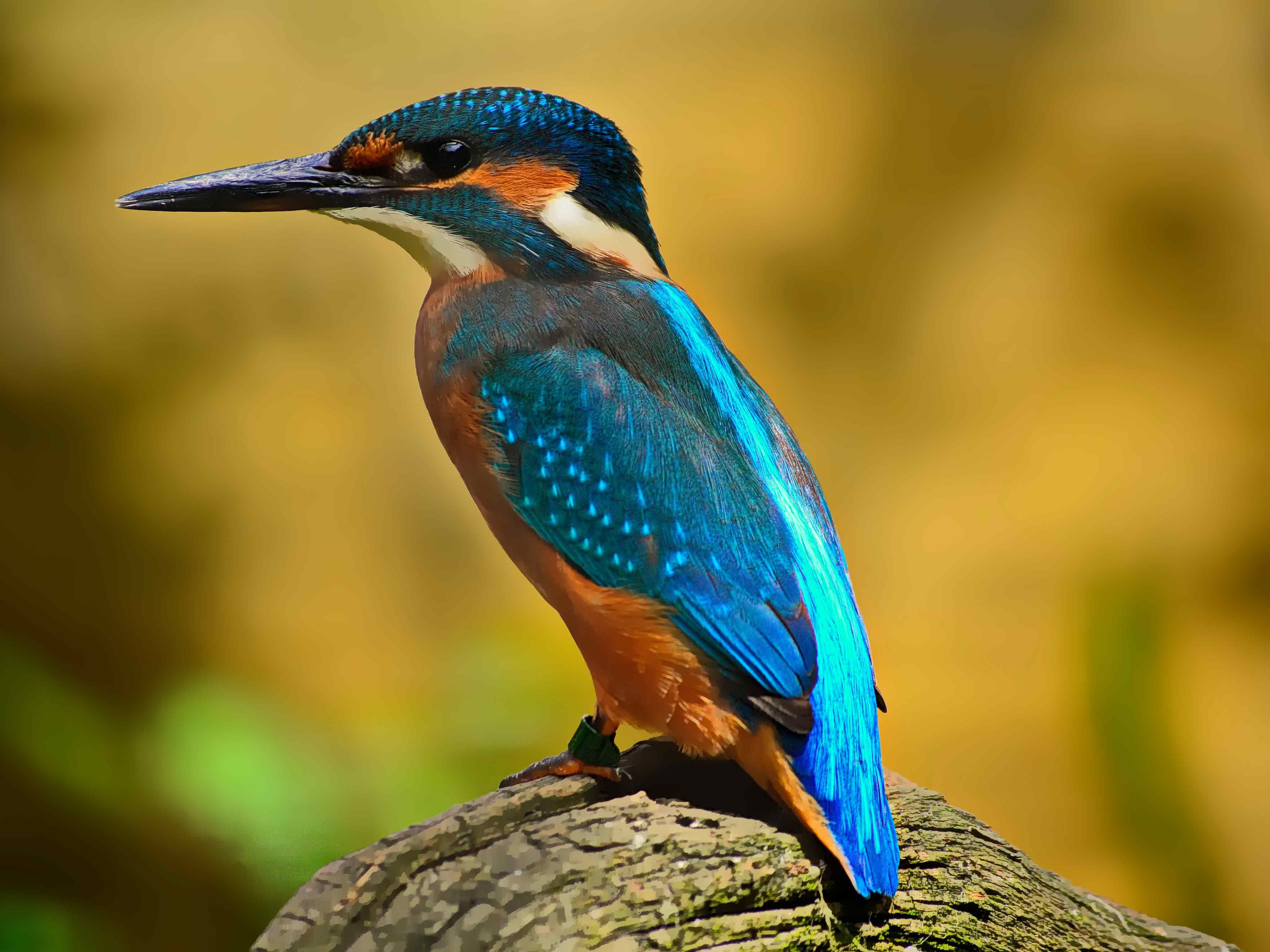 Oiseau