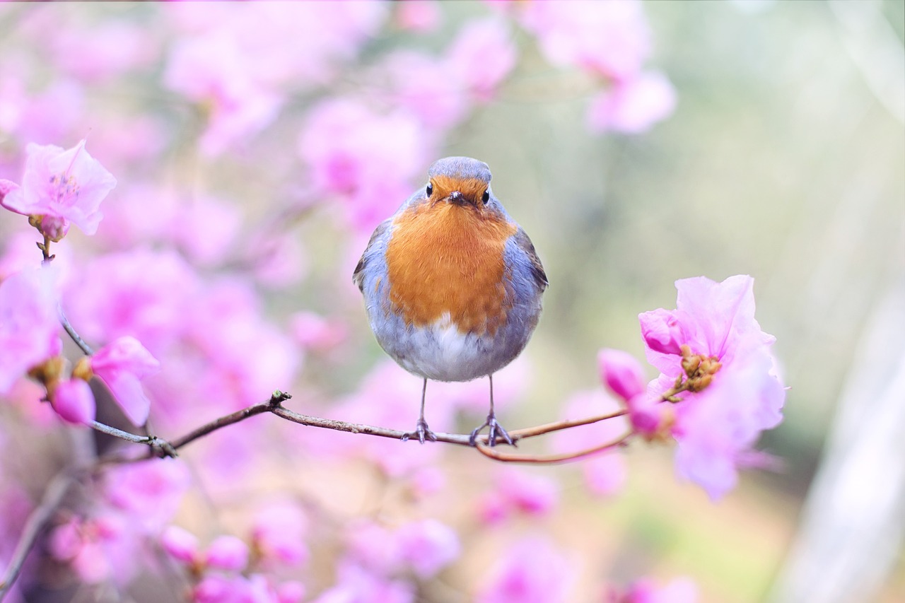 oiseaux