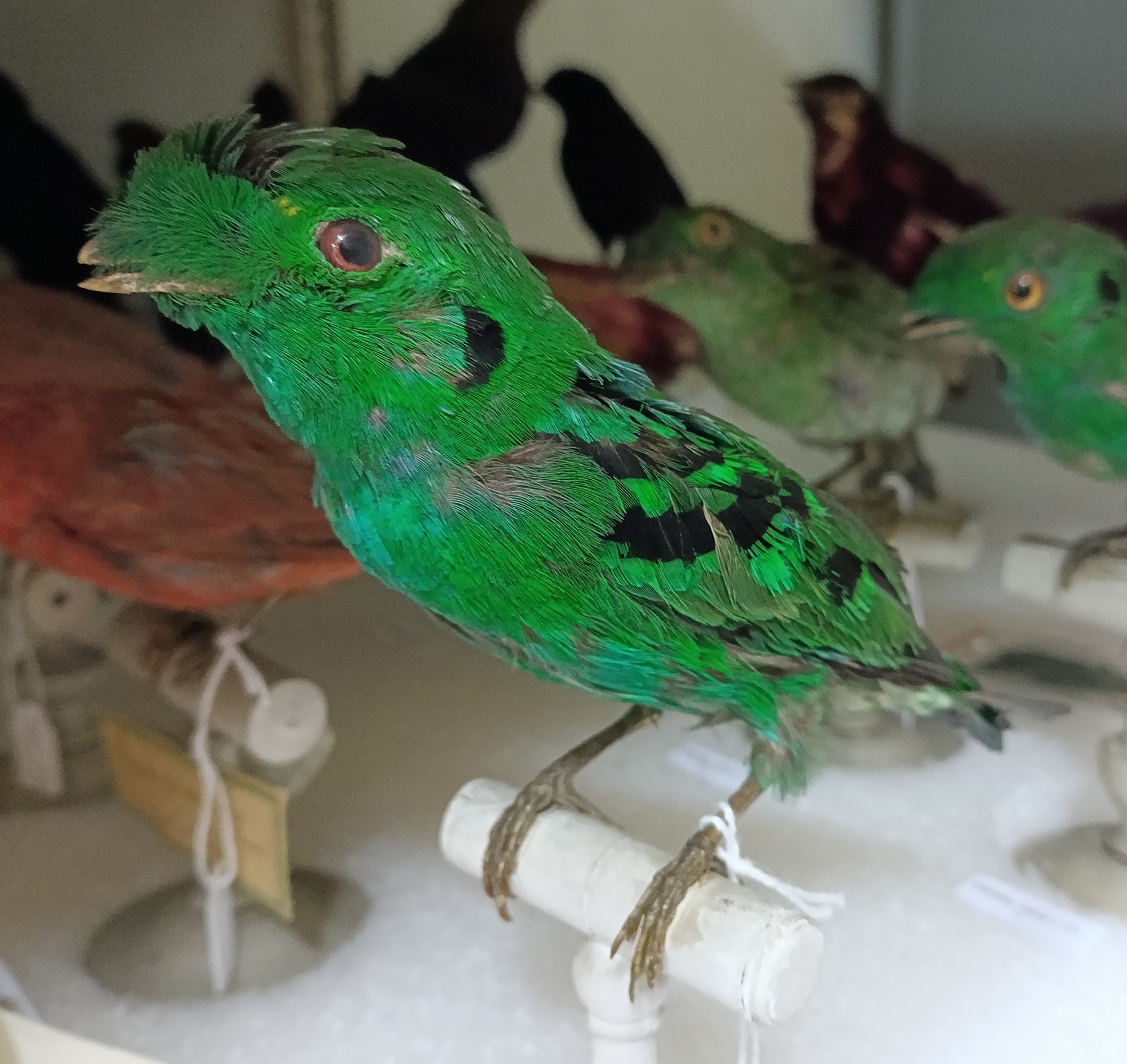 Mon oiseau exotique - Atelier pour les 7/12 ans