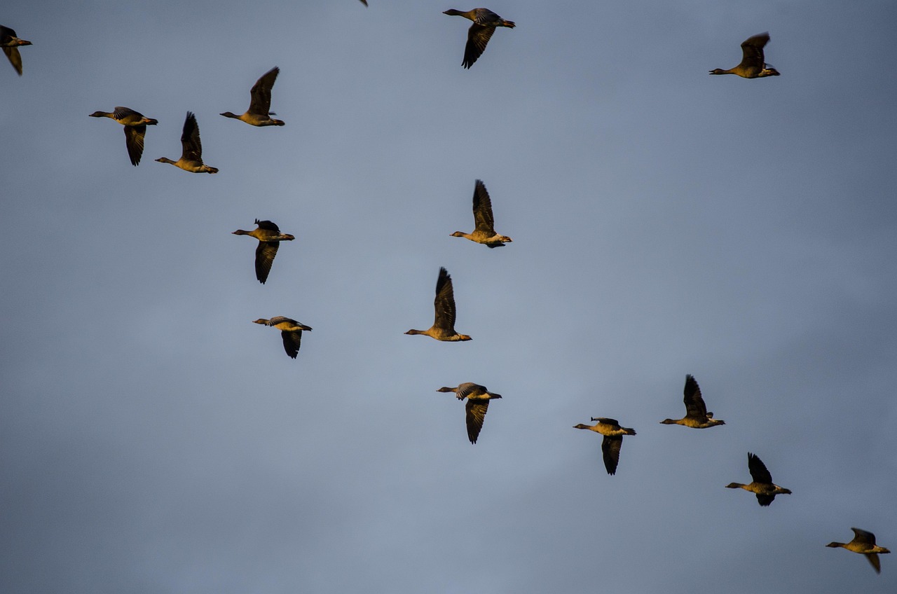 Sortie nature "L'ornithologie à la portée de tous"
