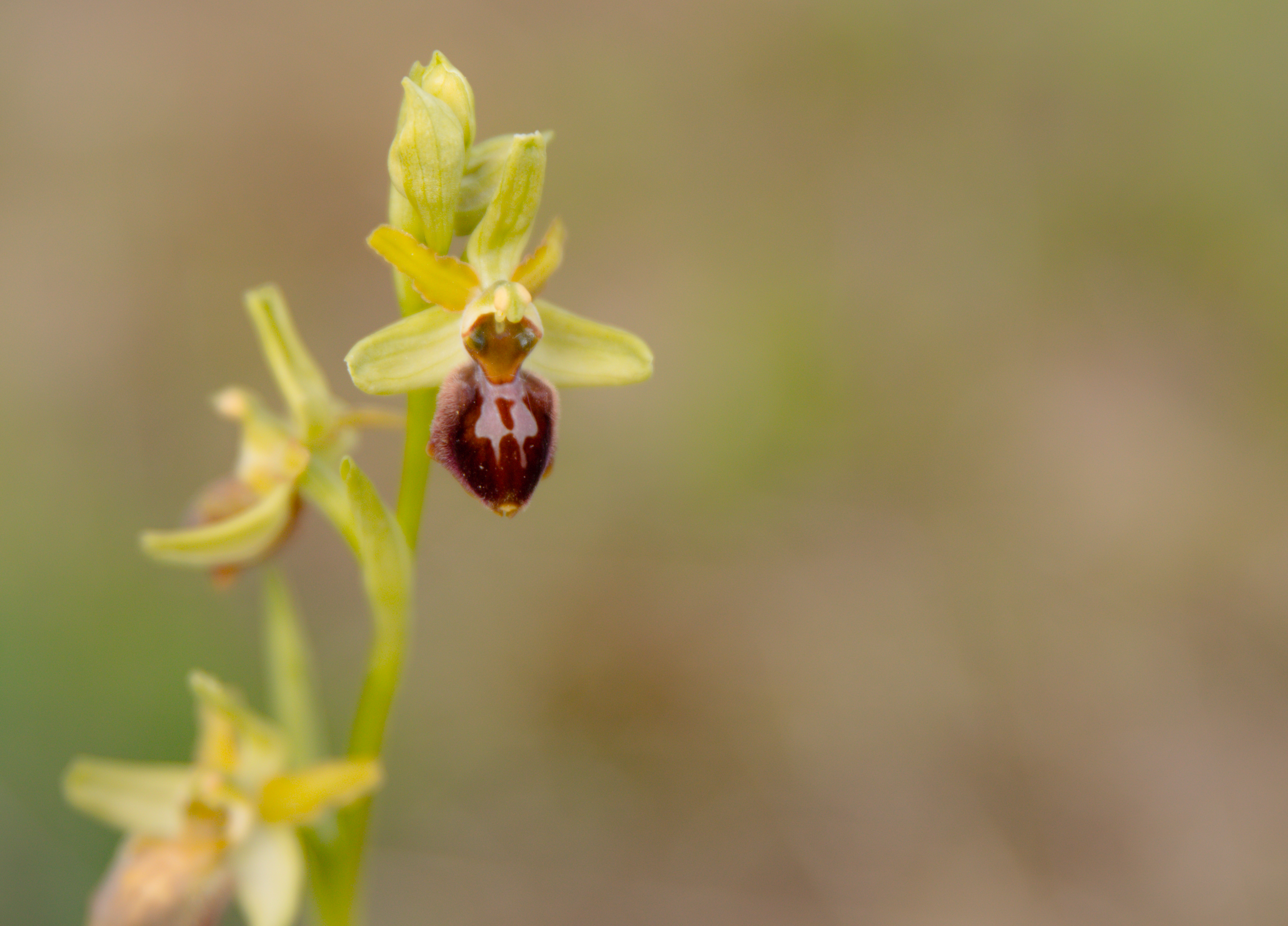 Découverte des orchidées et des fleurs sauvages — visuel événement