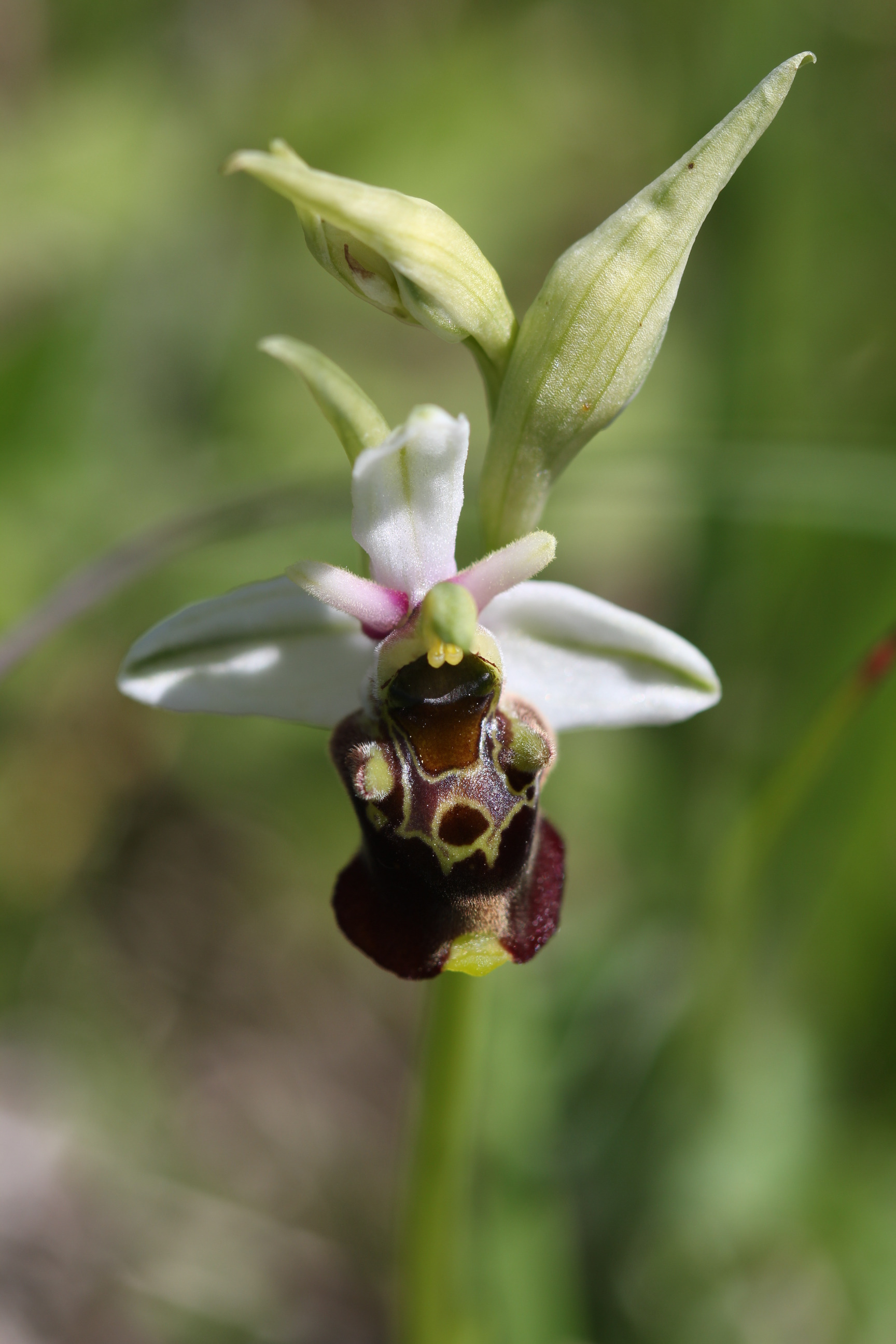 ophrys frelon (17)