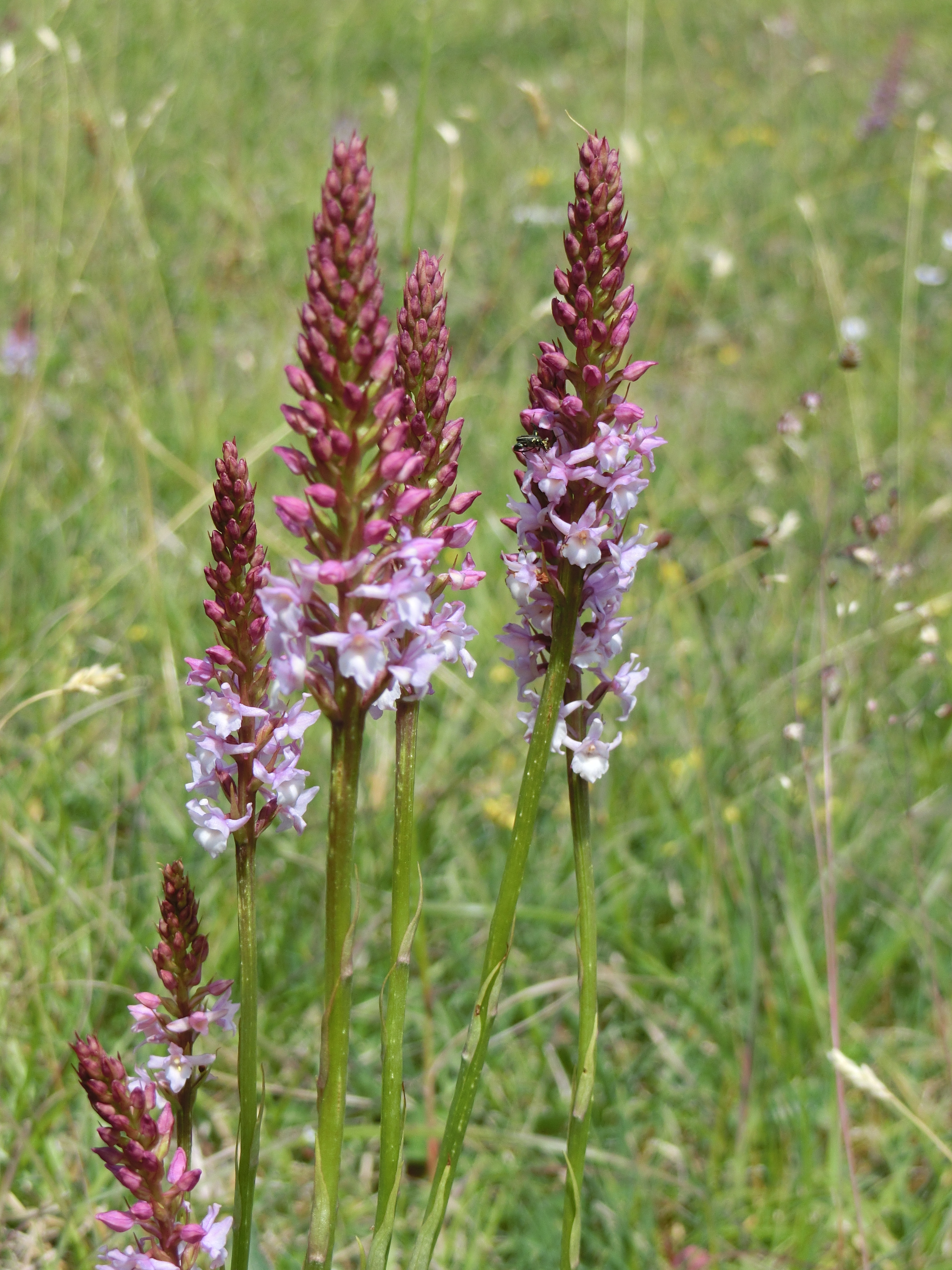 Carrières de la Lie — Forêts & Parcs naturels à Saône-et-Loire