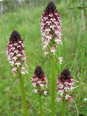 Randonnée " Les Orchidées du soleil" départ de Bucey-lès-Gy