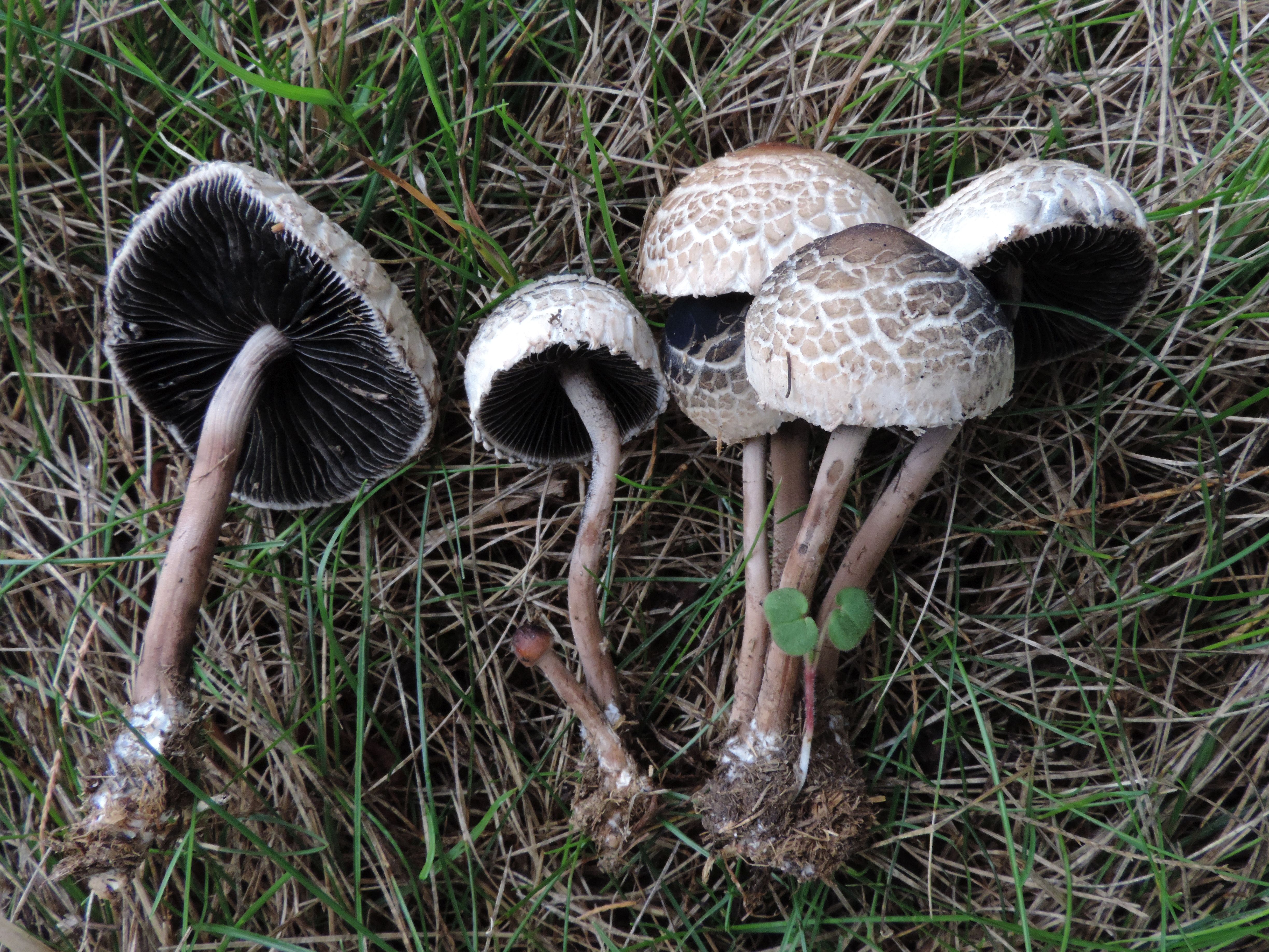[MONA+] Expo de champignons