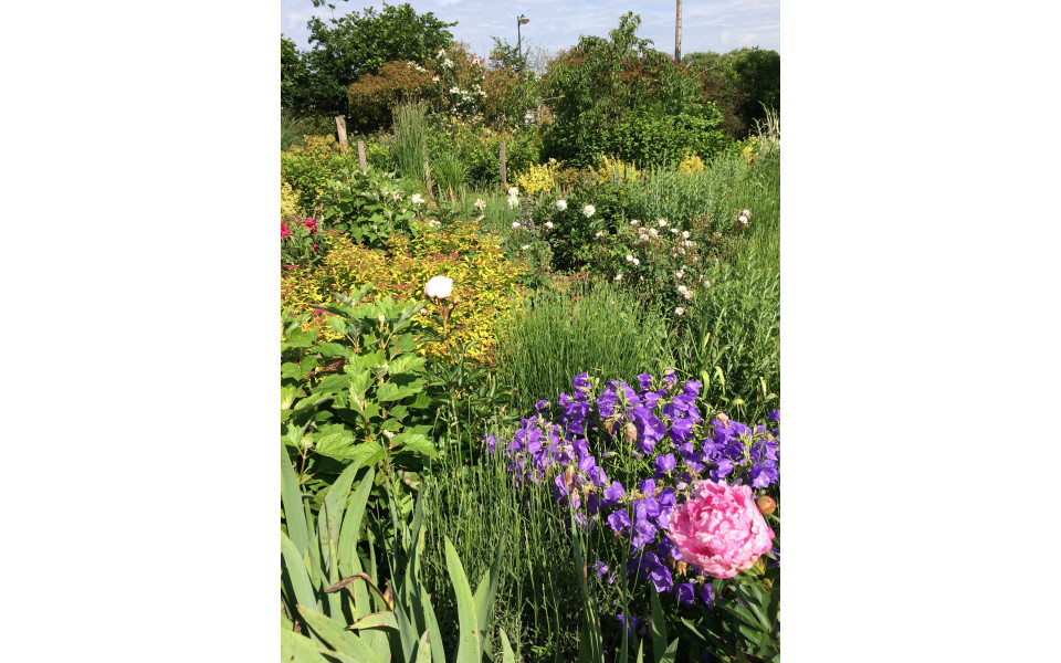 Conférence "L'eau au jardin"