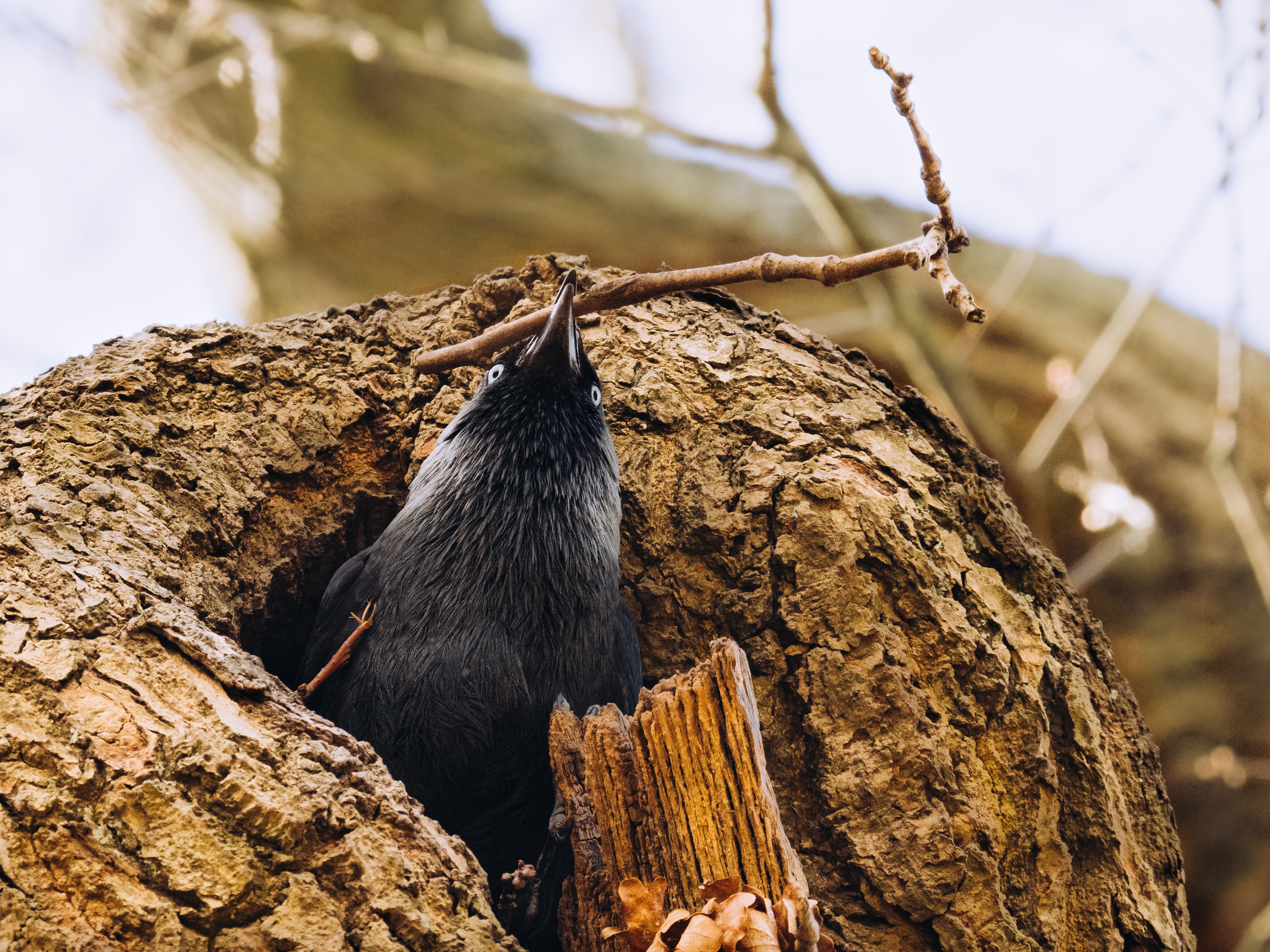 Choucas des tours, oiseau, observation nature