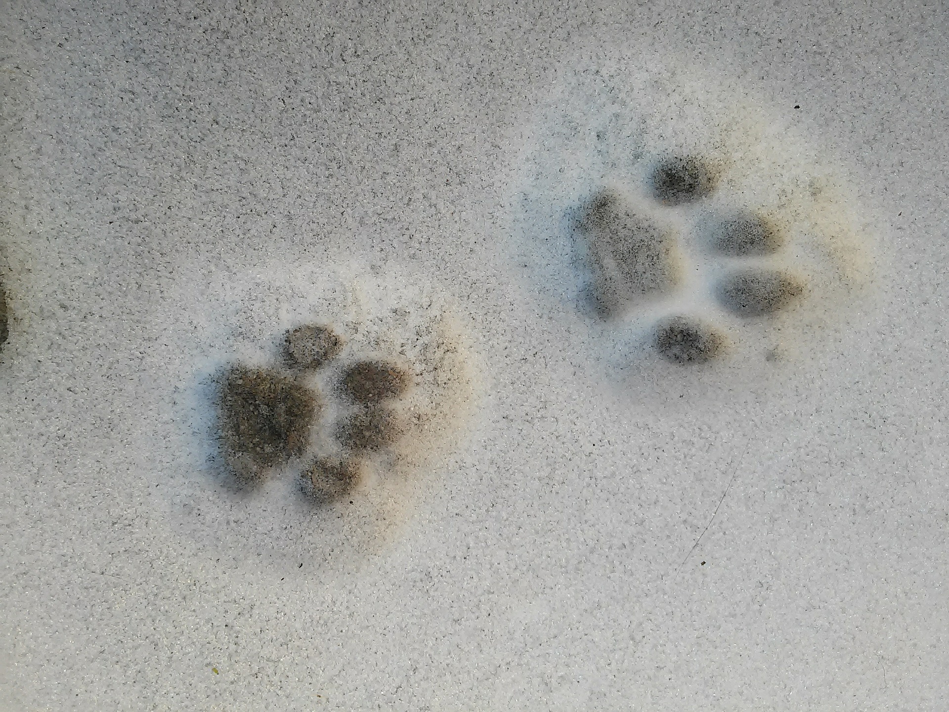 ATELIER 123 NATURE : Traces et indices