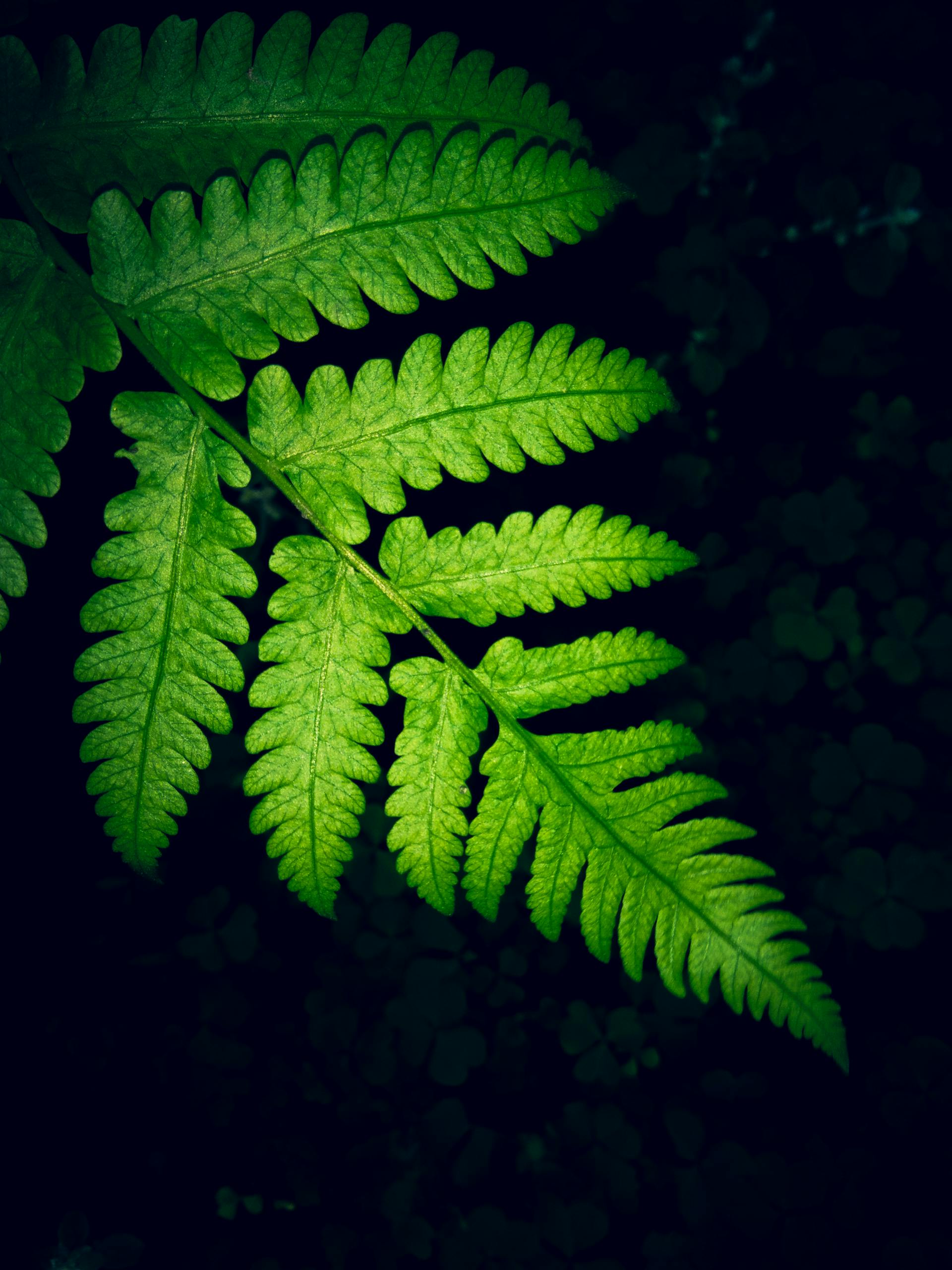 Fête de la Nature