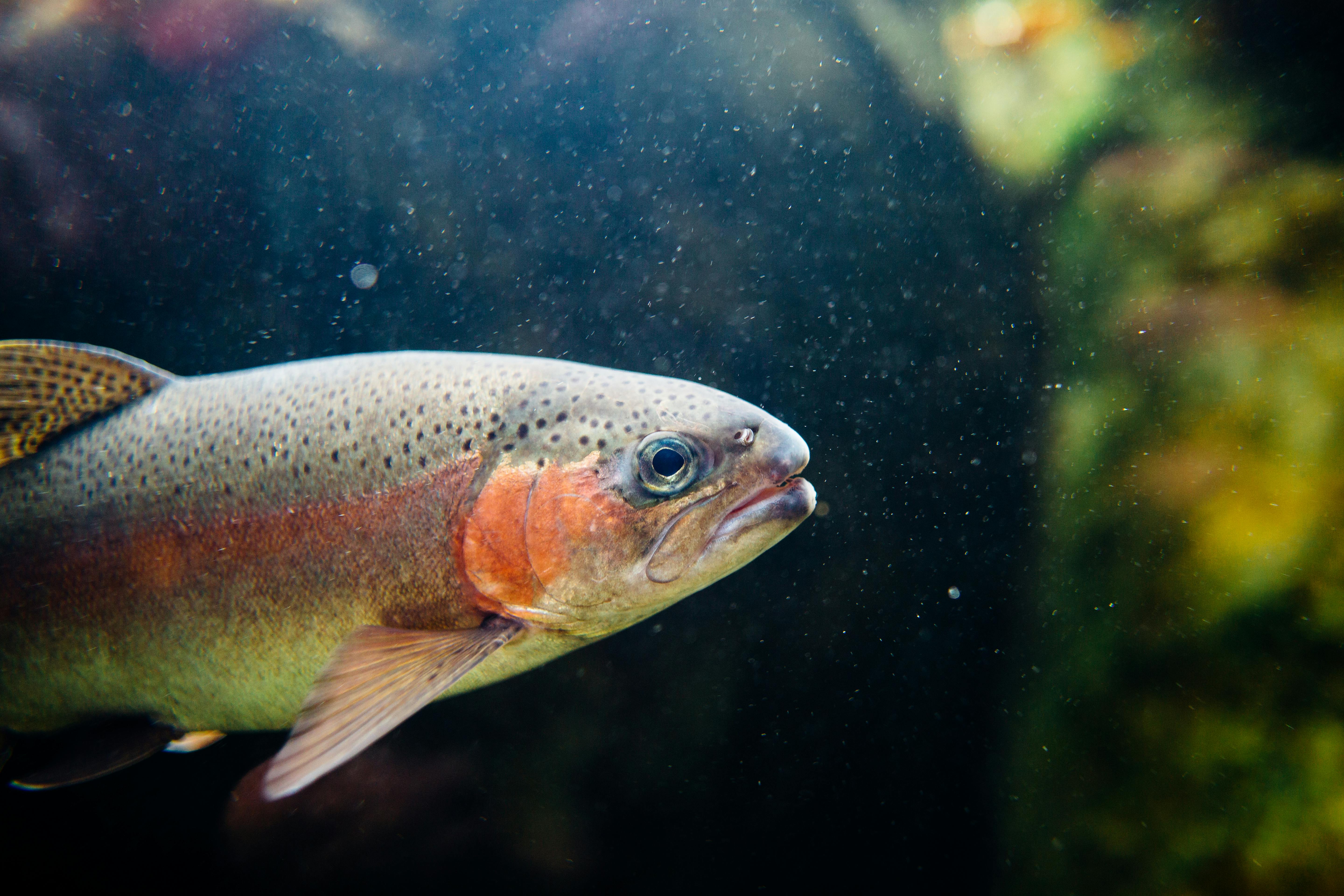 poisson